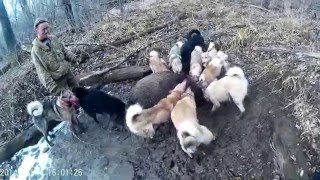 Охота с лайкой на дикого кабана