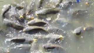 Hungry Fish, Голодная рыба!