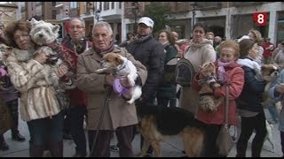 Bendición de animales el día de San Antón