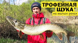 ЛОВЛЯ ЩУКИ. Спиннинг на малых реках. Трофейная щука.