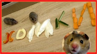 ХОМКИ В КУЧУ! Хомяки едят на камеру хомячью еду.