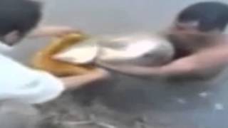 РЫБАЛКА НА КУБАНИ ЛОВЛЯ СОМА НА ПИСЮН СЮФ КРАСНОДАРСКИЙ