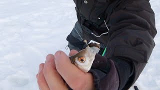 Что выручило на неизвестном водоеме. Рыбалка 2020 в глухозимье