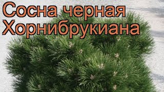 Сосна черная Хорнибрукиана (hornibrookiana) ? обзор: как сажать, саженцы сосны Хорнибрукиана