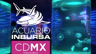 ACUARIO INBURSA, cuánto cuesta? Donde está? | ZIDACO