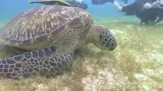 Diving in Balicasag Island, Bohol Philippines