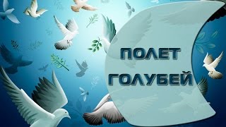 Полет голубей | Видеомонтаж, создание слайд шоу из фото и видео