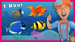 Story Time and More! Educational Videos for Kids by Blippi