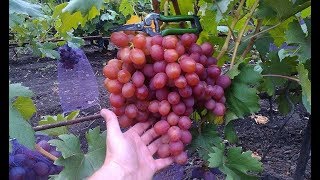 Урожай Винограда. Знаменка. Часть 1. Виноград 2015.
