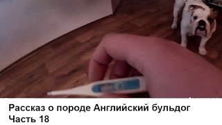 Английский бульдог. Часть 18. Температура - измерение и норма у собаки
