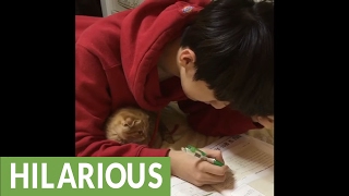 Cute kitten makes homework impossible to do