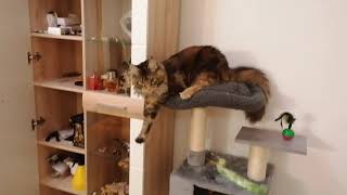 Cat in the closet - Crazy Cat Video, this cat is so funny
