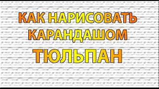 Видео: Как нарисовать ТЮЛЬПАН карандашом поэтапно для начинающих?