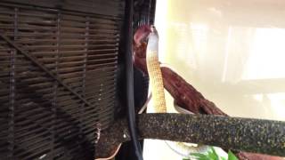 Golden phase Common tree snake feeding on pinky mice