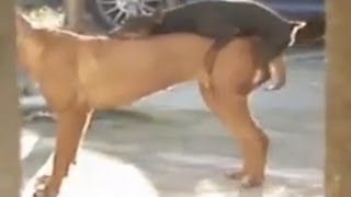 Лучшие приколы за ноябрь 2013 подборка 2 - Секс не с тем размером! Умора!