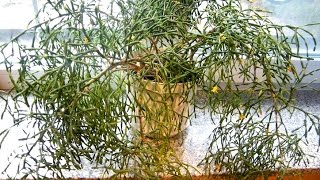 Хатиора -  сукулент, комнатные цветы. Выращивание, уход, размножение