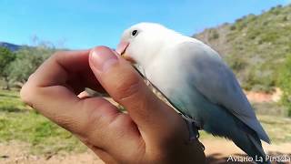 AGAPORNIS VUELO en LIBERTAD?| Paseo en libertad con Kiko