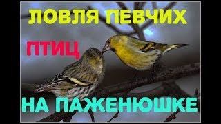 Ловля певчих птиц, октябрь 2017. Сом_Елец