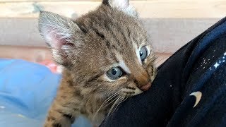 РЫСЕНОК ИГРАЕТ С РЫСЬЮ