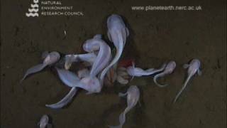 Poissons des Abysses 1