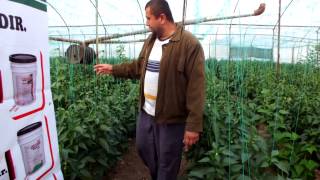 Sivri Biber ''USAGRO'' gübreler kullanılmış seradan uygulama sonuçları: Kumluca ANTALYA
