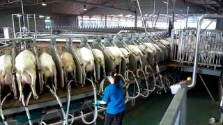 180 Stall Goat Rotary milking parlor- Westfaliasurge : part 1