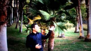 Llegaste Tú Ivan Delgado Video Oficial
