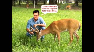Nadir Qafarzade maral super hit