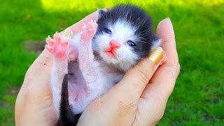 КОТЕНОК потерялся! Спасаем котенка Кошка родила котят у нас в саду! Наши кошки и коты//Смешные кошки