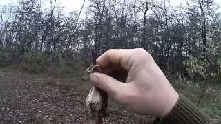 Beccaccia! 23-11-2013 Woodcock Hunting