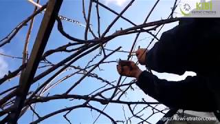 Обрезка киви сорта Карпат Стратона Валентайн [HD] [1080P]