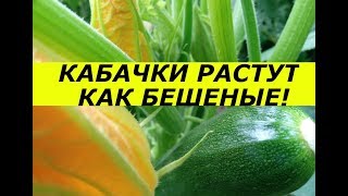 КАБАЧКИ ОТ ЭТОГО РАСТУТ КАК БЕШЕНЫЕ, КУДА ИХ ДЕВАТЬ БУДУ