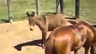Cat Mating, Horses Mating, Cats Mating