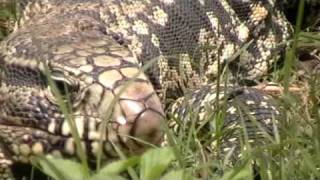 Una iguana con hambre