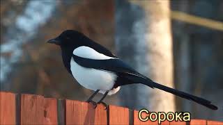 Зимующие птицы
