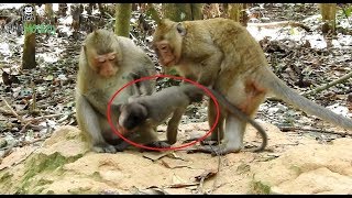 OMG  Why monkey want to kill baby monkey Amara,baby cry and shout loudly