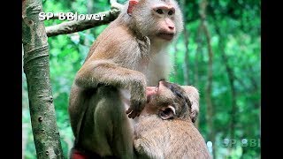 Very Old Baby Monkey Pig Tail Still Give Baby Nurse