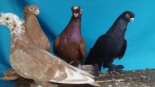 Голуби на продажу. Узбекские голуби на продажу. Тел.: +7(747)6541608.