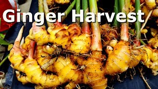 Ginger Harvest, Deep South Texas