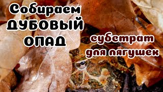 Дубовый опад - БЕТА амфибийной террариумистики. Сразу после мха.