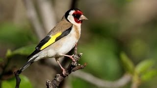 Canto limpio de jilguero