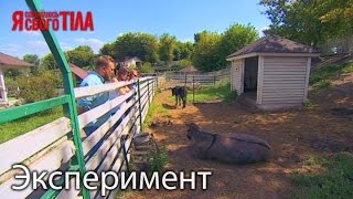 Эксперимент ОКР (обсессивно-компульсивное расстройство). Часть 4