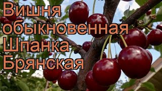 Вишня обыкновенная Шпанка брянская ? обзор: как сажать, саженцы вишни Шпанка брянская
