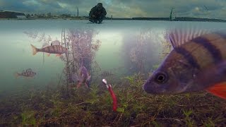 Зимняя рыбалка на окуня. Подводная камера