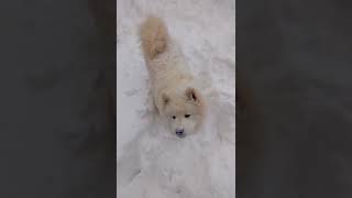 Самоед играет в снегу (Самоедская лайка)