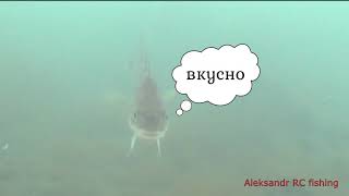 Онлайн рыбалка  Подводные съемки навага