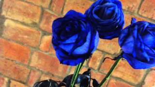 Синие розы / Blue roses