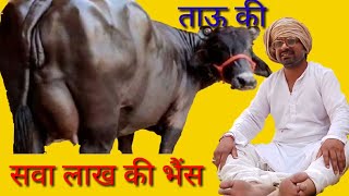 सवा लाख की भैंस | Murari ki kocktail | Rajasthani Haryanvi Comedy | Rajasthani Comedy DMD