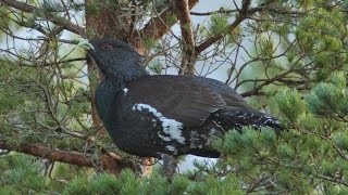 Охота на глухаря (Охота и рыбалка на Руси)