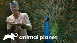 3 Animales que sorprenden por su rareza y belleza | Wild Frank en India | Animal Planet